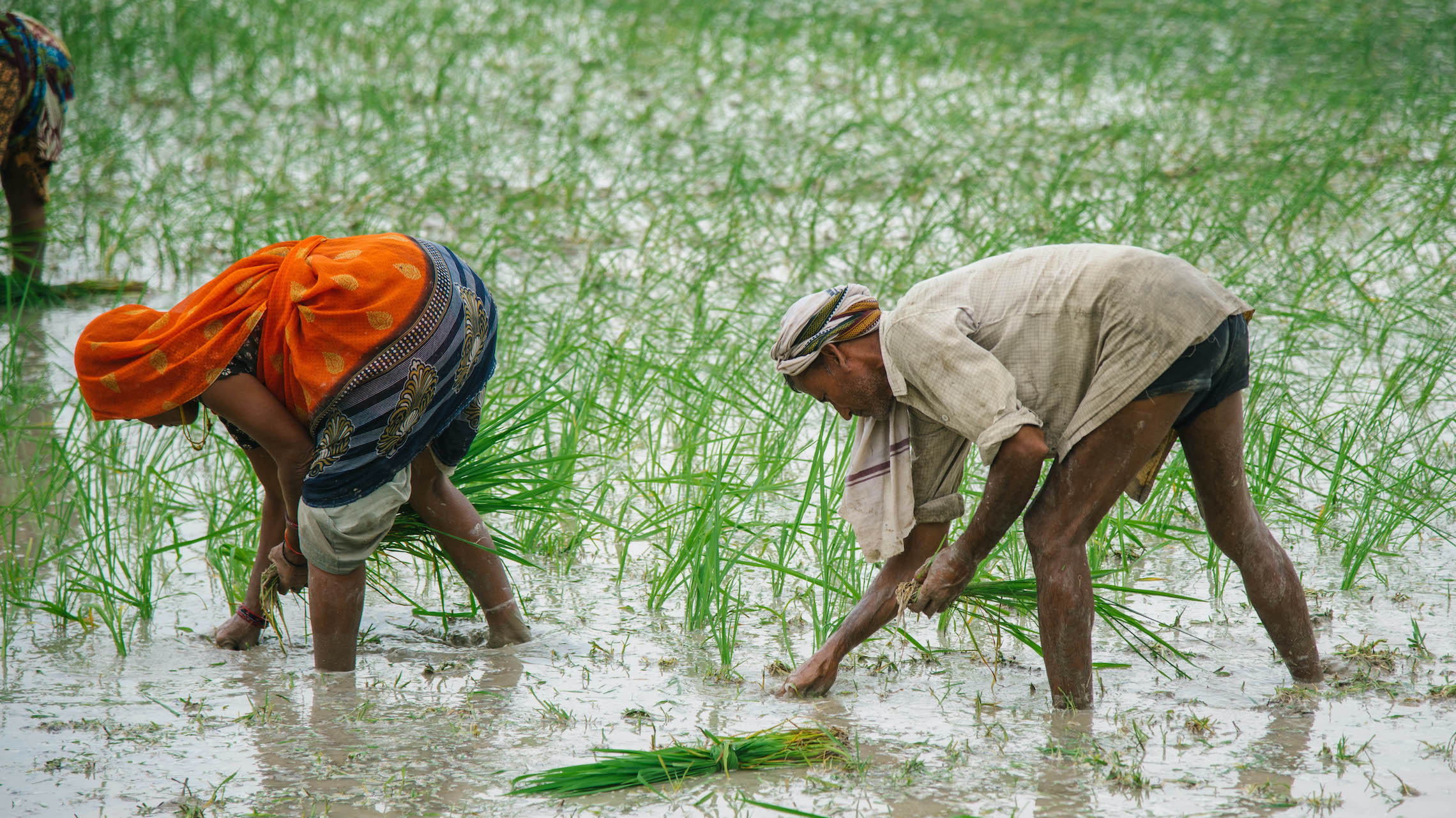 Woman and man working in field