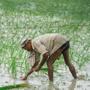 field picking