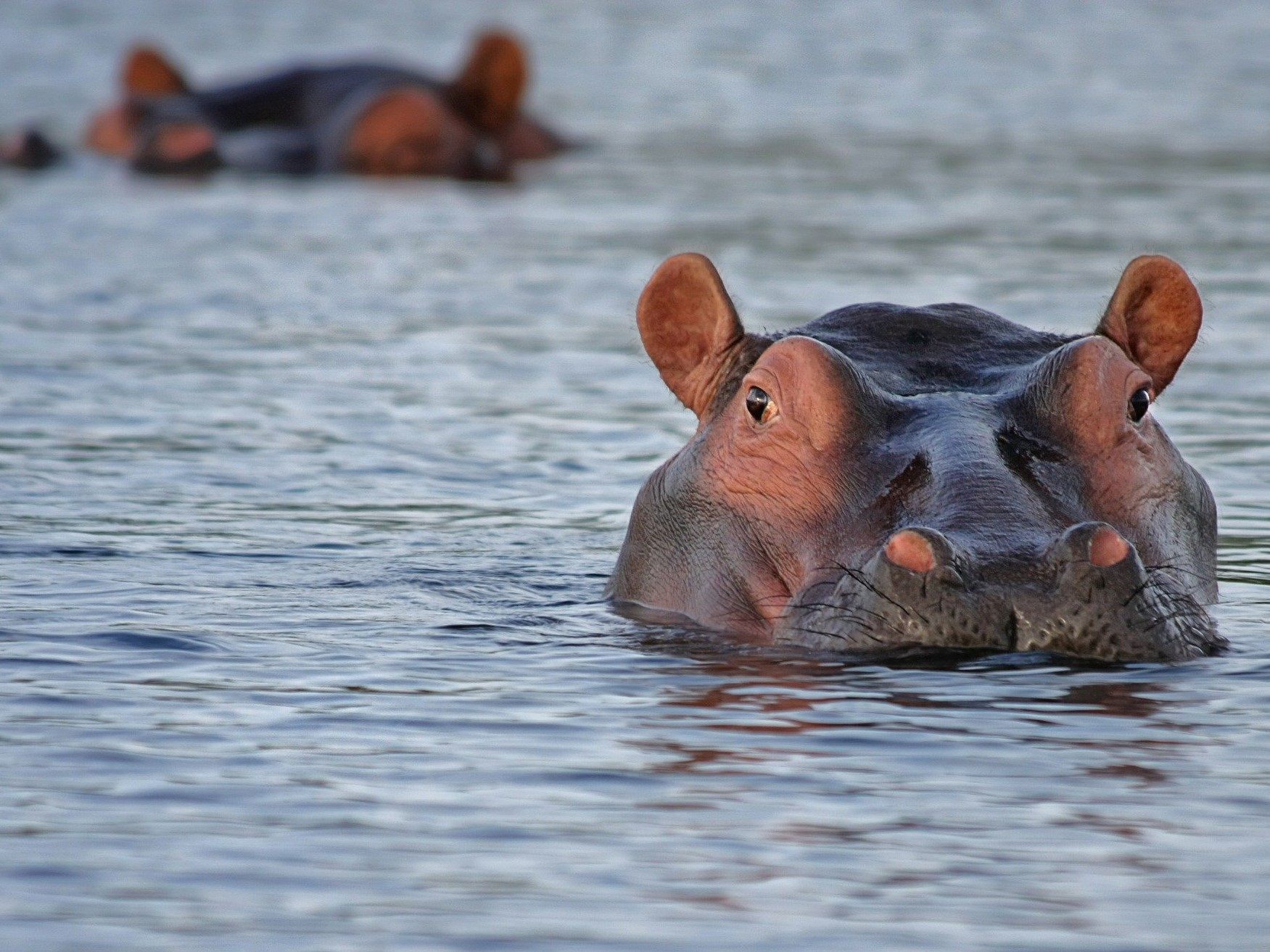 hippo