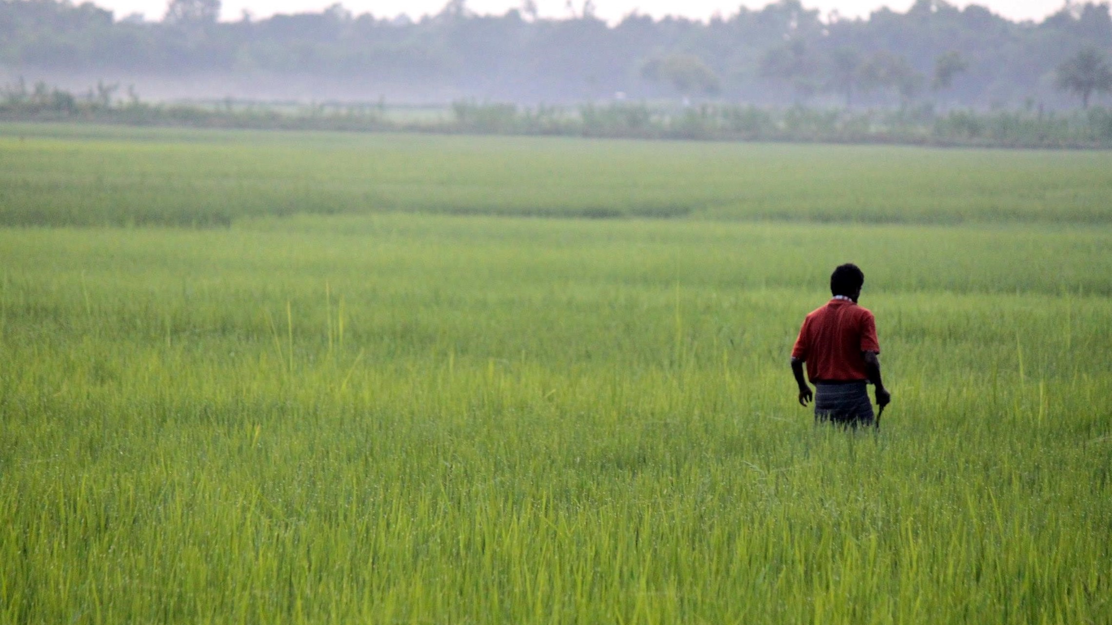 Man in field